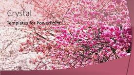  Presentation with bloom - PPT layouts having kanhizakura-cherry-blossom-on-full background and a coral colored foreground