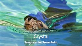  Presentation with kansas city - PPT layouts with kansas city - captive sea lion swimming background and a teal colored foreground