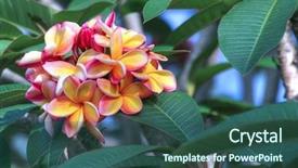  Presentation with plumeria - PPT theme enhanced with kapal - beautiful flowers of a rainbow background and a ocean colored foreground