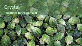  Presentation with west - Amazing theme having karela-vegetables-at-kumrokhali-market backdrop and a ocean colored foreground