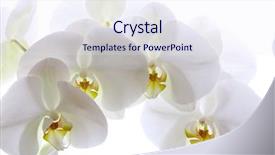  Presentation with orchid - Amazing presentation theme having karma - white orchid on white background backdrop and a sky blue colored foreground