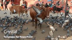  Presentation with cities - Theme with kathmandu-nepal-december-12-holy background and a gray colored foreground