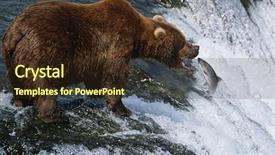  Presentation with brown bear - Theme featuring katmai national park brown bear background and a wine colored foreground