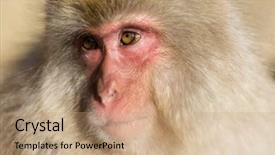  Presentation with monkey - Slide deck having kawaii - japanese monkey background and a coral colored foreground