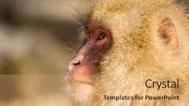  Presentation with monkey - Presentation theme with kawaii - monkey look at far way background and a coral colored foreground