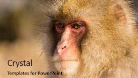  Presentation with monkey - Slides having kawaii - monkey background and a coral colored foreground