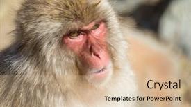  Presentation with monkey - Amazing theme having kawaii - wildness japanese monkey backdrop and a lemonade colored foreground