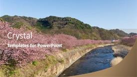 Presentation with sakura - Slide deck having kawazu-with-many-sakura-tree background and a coral colored foreground