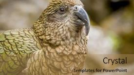  Presentation with new zealand - Beautiful presentation theme featuring kea-bird-new-zealand backdrop and a coral colored foreground