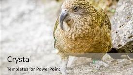  Presentation with new zealand - Cool new presentation theme with kea-bird-new-zealand backdrop and a soft green colored foreground