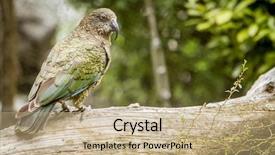  Presentation with new zealand - Theme consisting of kea-bird-new-zealand background and a coral colored foreground