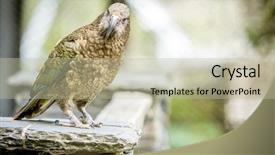  Presentation with new zealand - PPT theme having kea-bird-new-zealand background and a mint green colored foreground