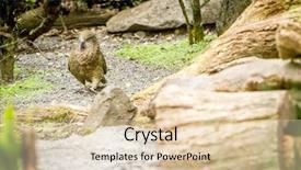  Presentation with new zealand - PPT layouts consisting of kea-bird-new-zealand background and a lemonade colored foreground