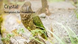  Presentation with new zealand - PPT theme featuring kea-bird-new-zealand background and a coral colored foreground