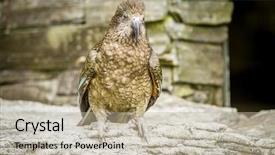  Presentation with new zealand - Presentation theme enhanced with kea-bird-new-zealand background and a mint green colored foreground