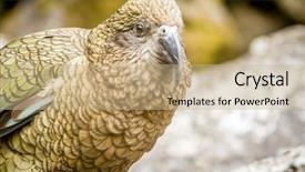  Presentation with new zealand silver fern black - Slides consisting of kea-bird-new-zealand background and a coral colored foreground