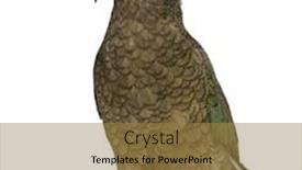  Presentation with parrot - Audience pleasing presentation design consisting of kea-nestor-notabilis-a-parrot backdrop and a gold colored foreground