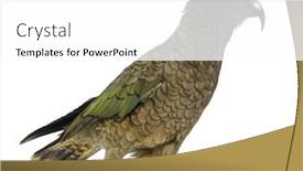  Presentation with parrot - Cool new presentation design with kea nestor notabilis a parrot standing in front of white background backdrop and a white colored foreground