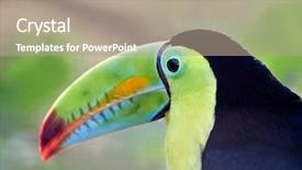  Presentation with sulfur - PPT layouts enhanced with toucans - keel-billed toucan also known background and a coral colored foreground