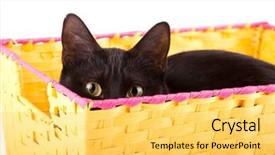  Presentation with black yellow - Theme consisting of keen yellow eyes of a black cat curiously peeking over the edge of a yellow basket at the viewer background and a yellow colored foreground