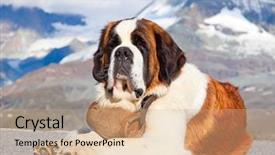  Presentation with ready - Cool new theme with keg ready for rescue backdrop and a coral colored foreground