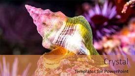  Presentation with snail - Theme featuring kellets-whelk-snail-crawls-along background and a coral colored foreground