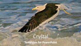  Presentation with flight - Presentation theme enhanced with kelp-gull-larus-dominicanus background and a coral colored foreground