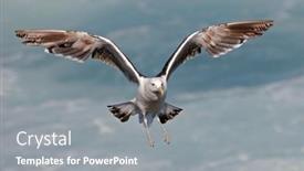  Presentation with flight - 