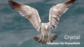  Presentation with flight - Beautiful slides featuring kelp-gull-larus-dominicanus backdrop and a gray colored foreground