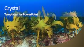  Presentation with seaweed - Beautiful slides featuring kelp seaweed underwater backdrop and a cobalt blue colored foreground