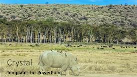  Presentation with lonely - Presentation design featuring kenia-lonely-rhino-grazing background and a mint green colored foreground