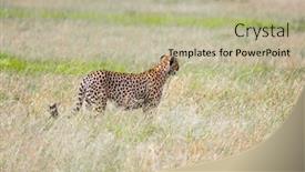  Presentation with family tourism - Cool new PPT theme with kenia-predatory-mammals-in-masai backdrop and a mint green colored foreground