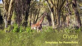  Presentation with savannah - Theme enhanced with kenia-the-large-picturesque-giraffe background and a tawny brown colored foreground