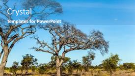  Presentation with savanna - Colorful slides enhanced with famous kilimanjaro mountain savanna backdrop and a teal colored foreground