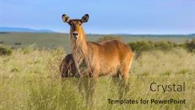  Presentation with safari - Colorful presentation theme enhanced with kenya-safari-in-masai-mara backdrop and a gold colored foreground
