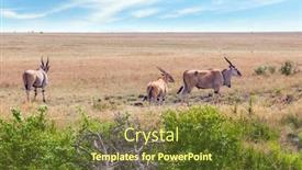  Presentation with kenya - Beautiful presentation theme featuring kenya-safari-in-masai-mara backdrop and a tawny brown colored foreground