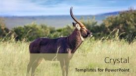  Presentation with kenya - Slide deck featuring kenya-safari-in-masai-mara background and a yellow colored foreground