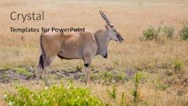 Presentation with kenya - Amazing PPT layouts having kenya-the-largest-antelope backdrop and a soft green colored foreground