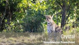  Presentation with leopard cat - Colorful presentation enhanced with kenya this cat has distinct backdrop and a coral colored foreground