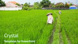  Presentation with cultivate - PPT layouts with kerala culture - farmers cultivate rice background and a tawny brown colored foreground
