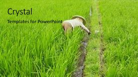  Presentation with rice field - Cool new PPT layouts with kerala culture - farmers working in green rice backdrop and a shamrock green colored foreground