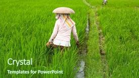  Presentation with indonesian culture - PPT theme with kerala culture - indonesian farmers cultivate rice field background and a forest green colored foreground