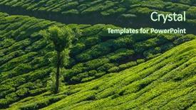  Presentation with green travel - Slide set having kerala-india-travel-background-tree background and a tawny brown colored foreground