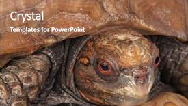  Presentation with close up shot - Beautiful presentation featuring keratin - close up head shot backdrop and a  colored foreground