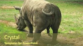  Presentation with constitution of india - PPT theme with keratin - indian rhinoceros rhinoceros unicornis standing background and a tawny brown colored foreground