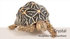  Presentation with turtle - Presentation theme enhanced with keratin - photo of a turtle crawling background and a  colored foreground