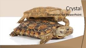  Presentation with tortoise - Amazing slides having keratin - tortoise being piggy-backed by another backdrop and a coral colored foreground