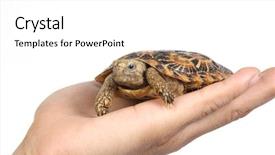  Presentation with turtle - Presentation theme consisting of keratin - turtle in a hand background and a  colored foreground