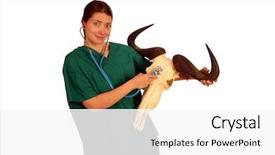  Presentation with icu nurse - PPT theme consisting of keratin - young nurse or veteranarian listens background and a  colored foreground