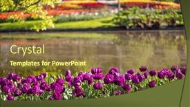  Presentation with tulip - Slides with keukenhof-flower-garden-largest-tulip background and a tawny brown colored foreground